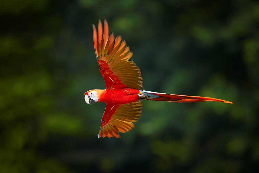 Amazon Kayaking Scarlet Macaw