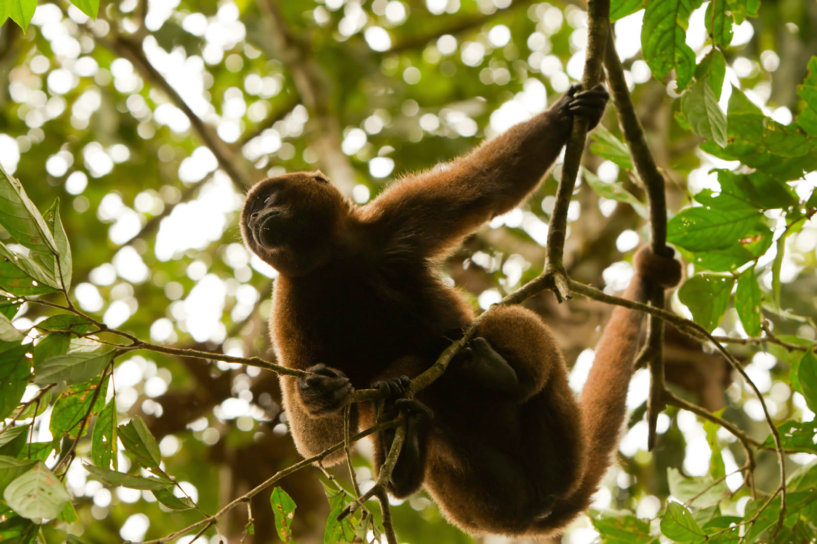 Howler monkey photo taken on Amazon kayaking trip