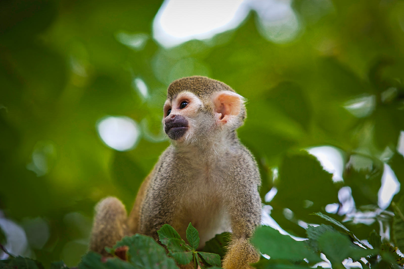 Close up photo on monkey taken on kayaking trip in the Amazon