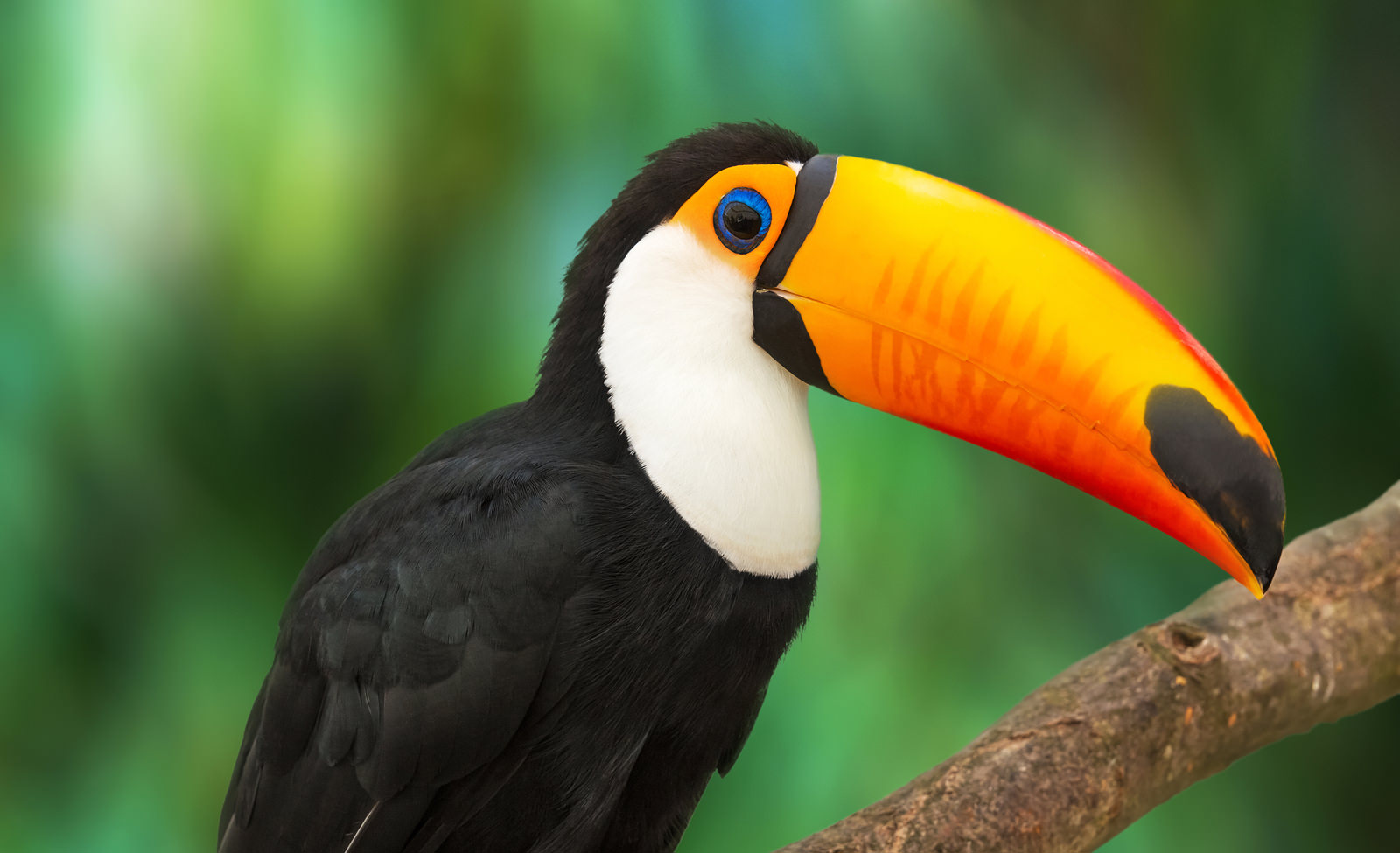 Amazon rainforest toucan