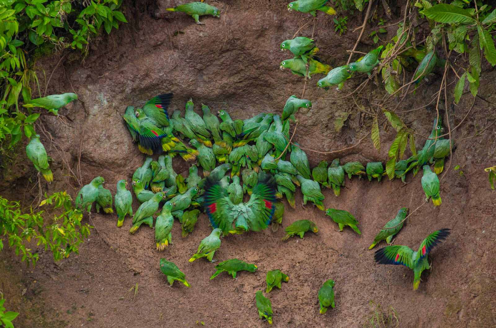 Parrot Clay Lick, Napo River