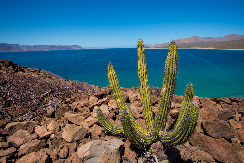Baja Sea of Cortez Scenic Cactus
