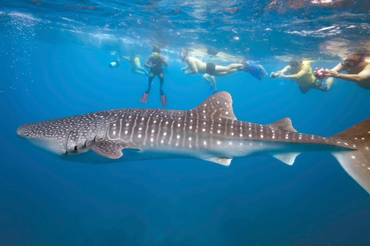 /uploaded-files/baja/Baja-kayaking-tours-whale-shark-snorkel-group-t6.jpg