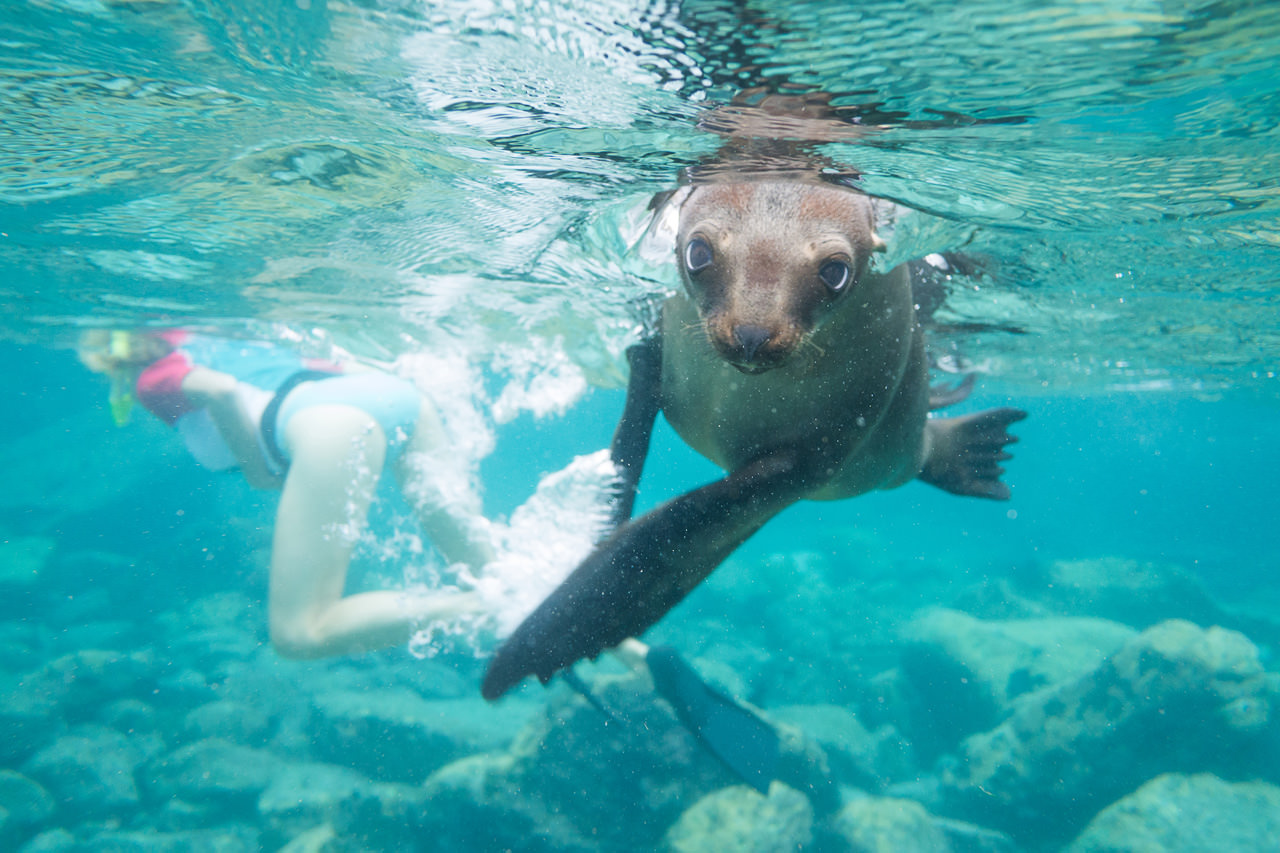 /uploaded-files/baja/baja-kayaking-tours-sea-lion-espiritu-santo-t4.jpg