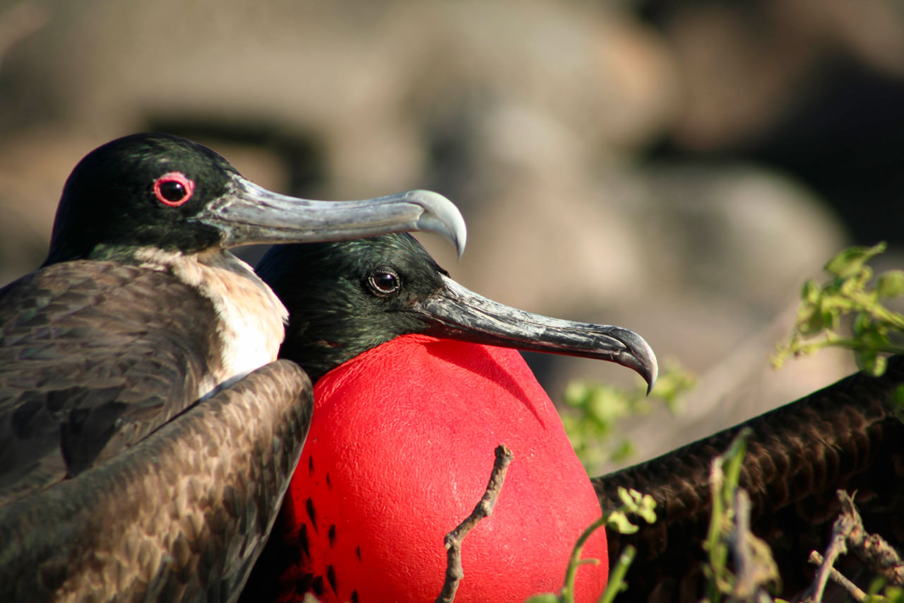Frigate bird close-up on Galapagos Islands kayaking tour