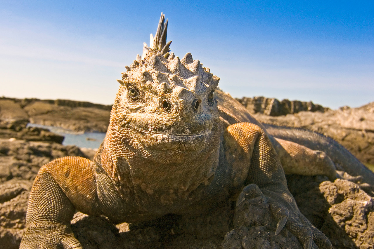 Galapagos kayaking tour marine iguana portrait