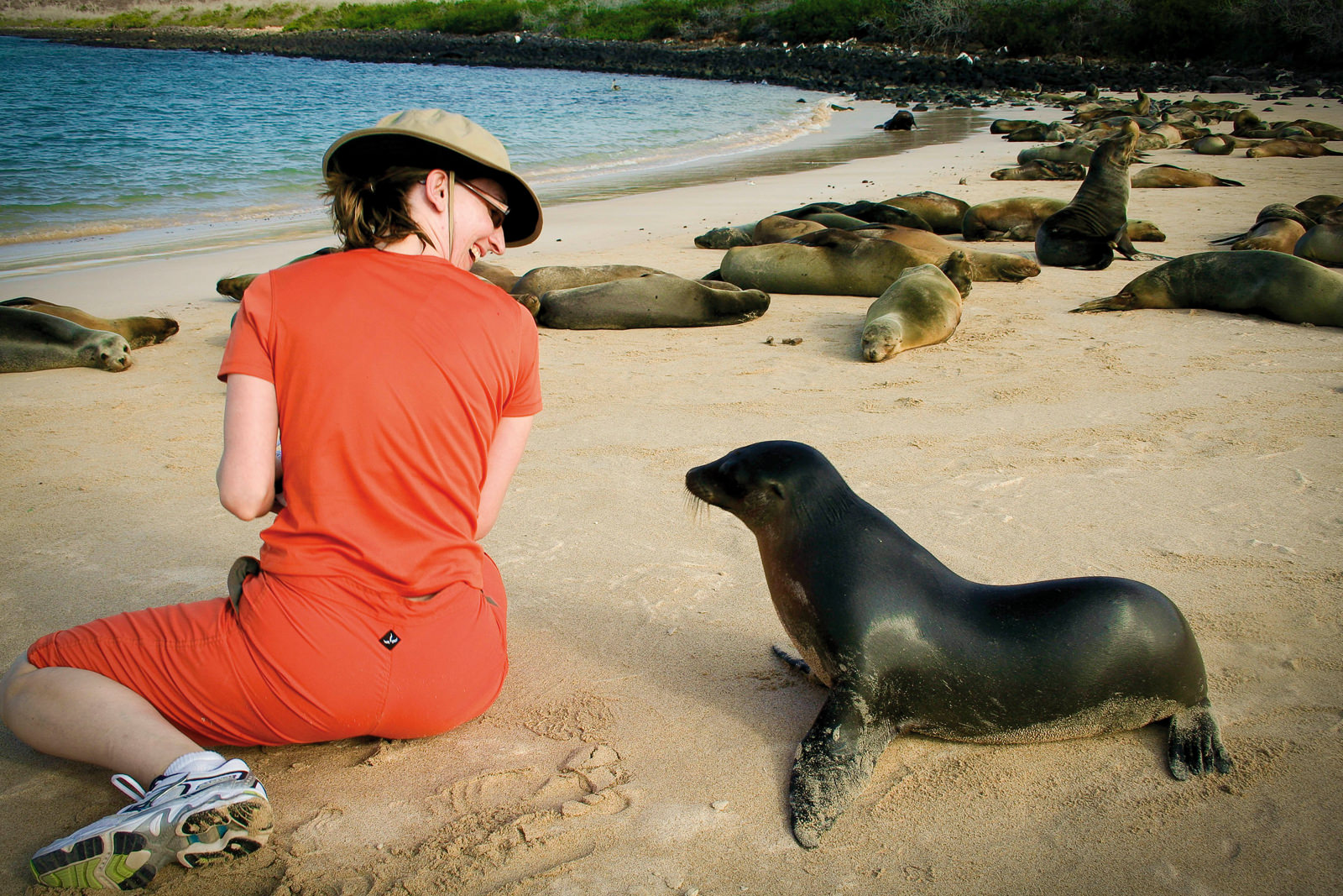 Galapagos Sea Lion Pup