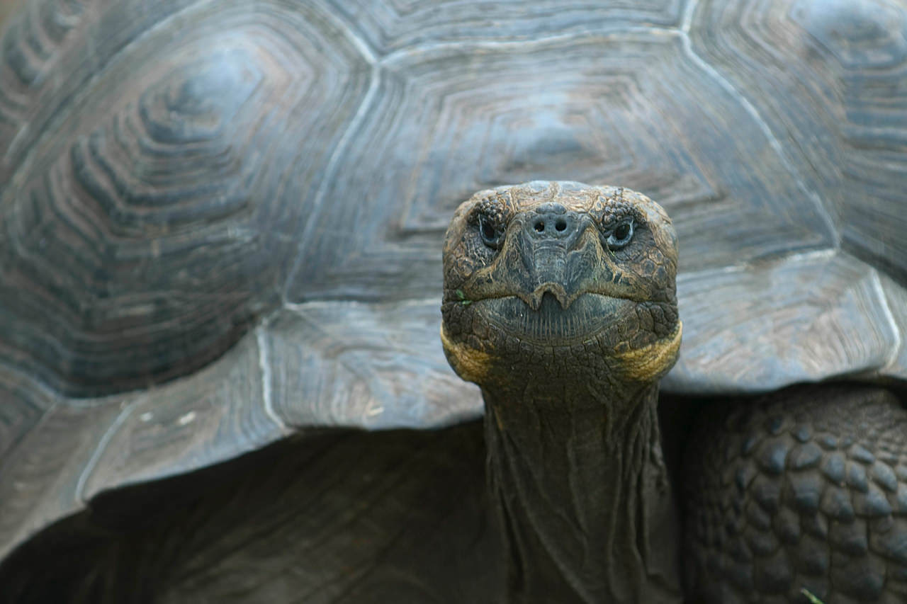 /uploaded-files/galapagos/galapagos-kayaking-trips-tortoise-portrait.jpg