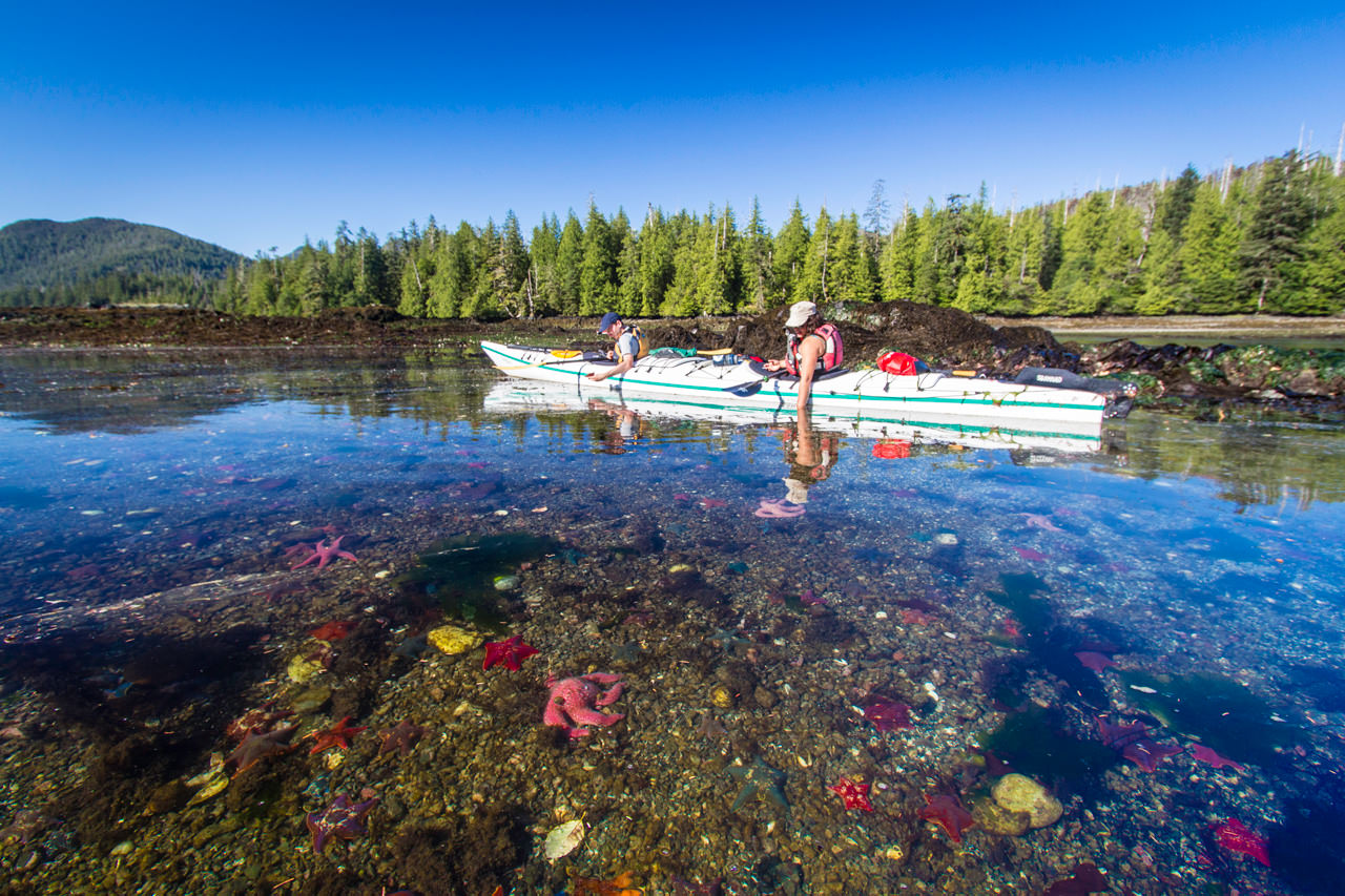 Burnaby Narrows Sea Stars -Haida Gwaii Kayaking