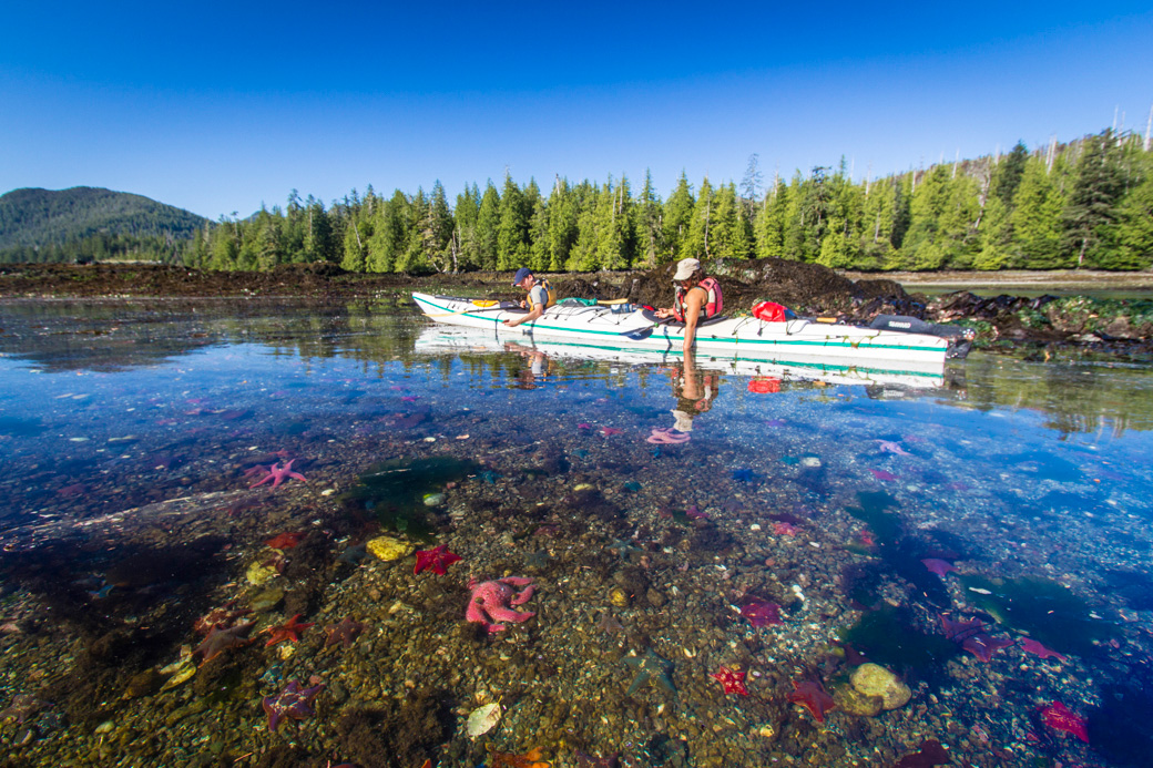 Kayaking Tours Haida Gwaii - Sea Stars at Burnaby Narrows