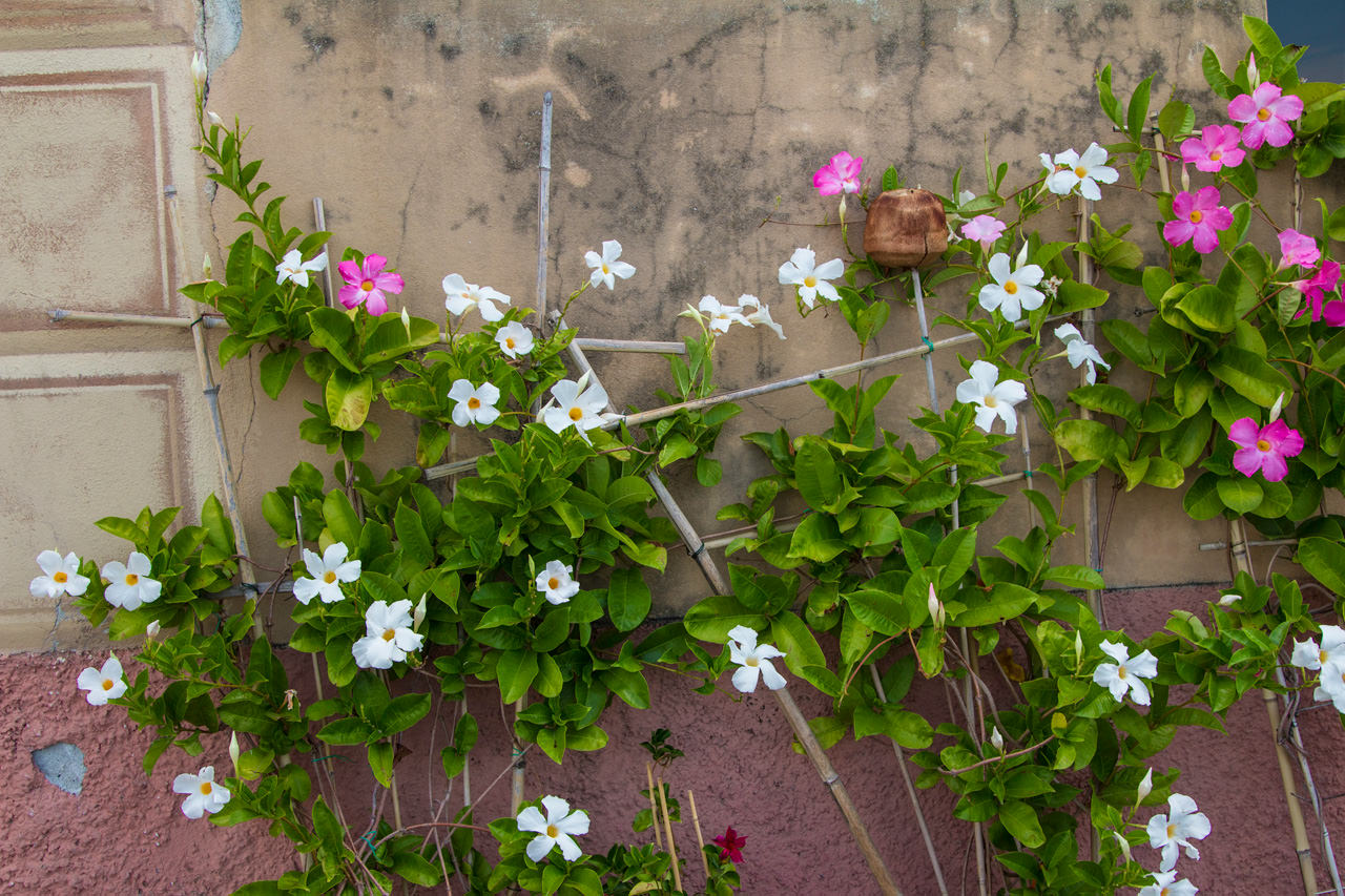 /uploaded-files/italy/Riviera-Cinque-Terre/italy-riviera-kayaking-tour-floral-detail-T5.jpg