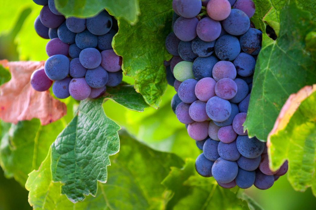 Tuscan Grapes Ready for Harvest