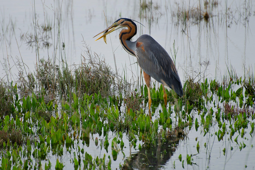 Purple heron (Ardea purpurea) with a fish in the Venice Laguna