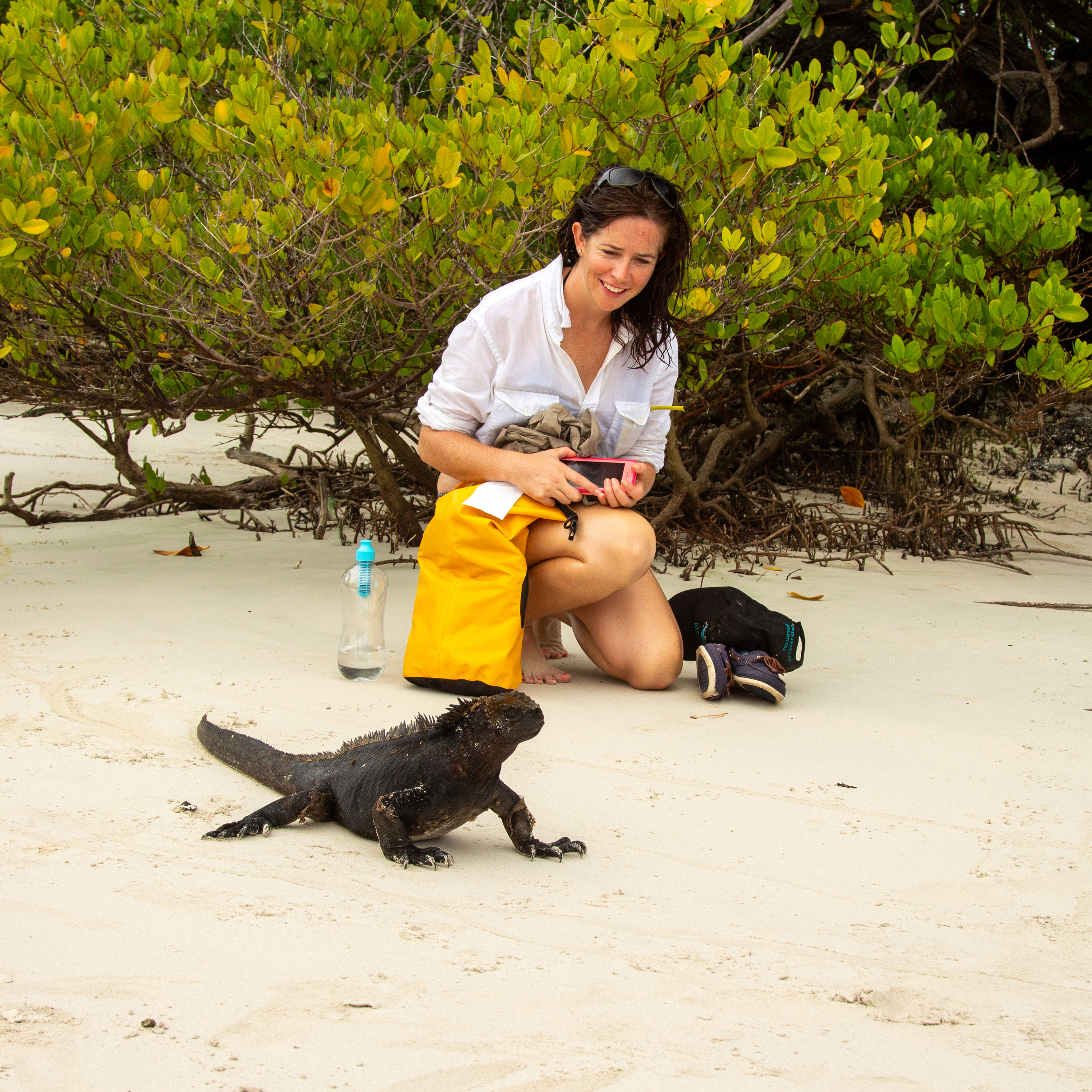 Encountering Galapagos marine iguana