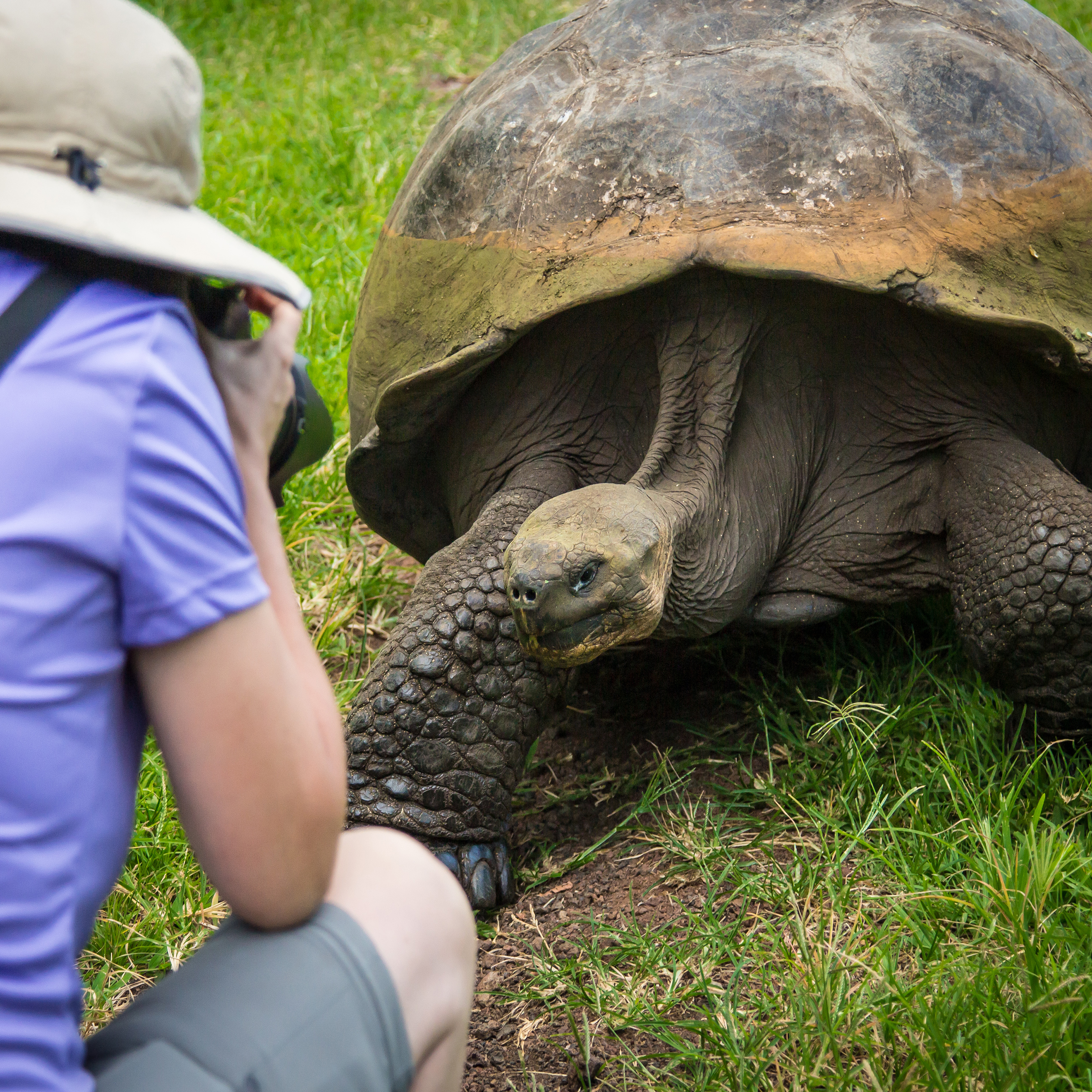 Galapagos giant tortoise