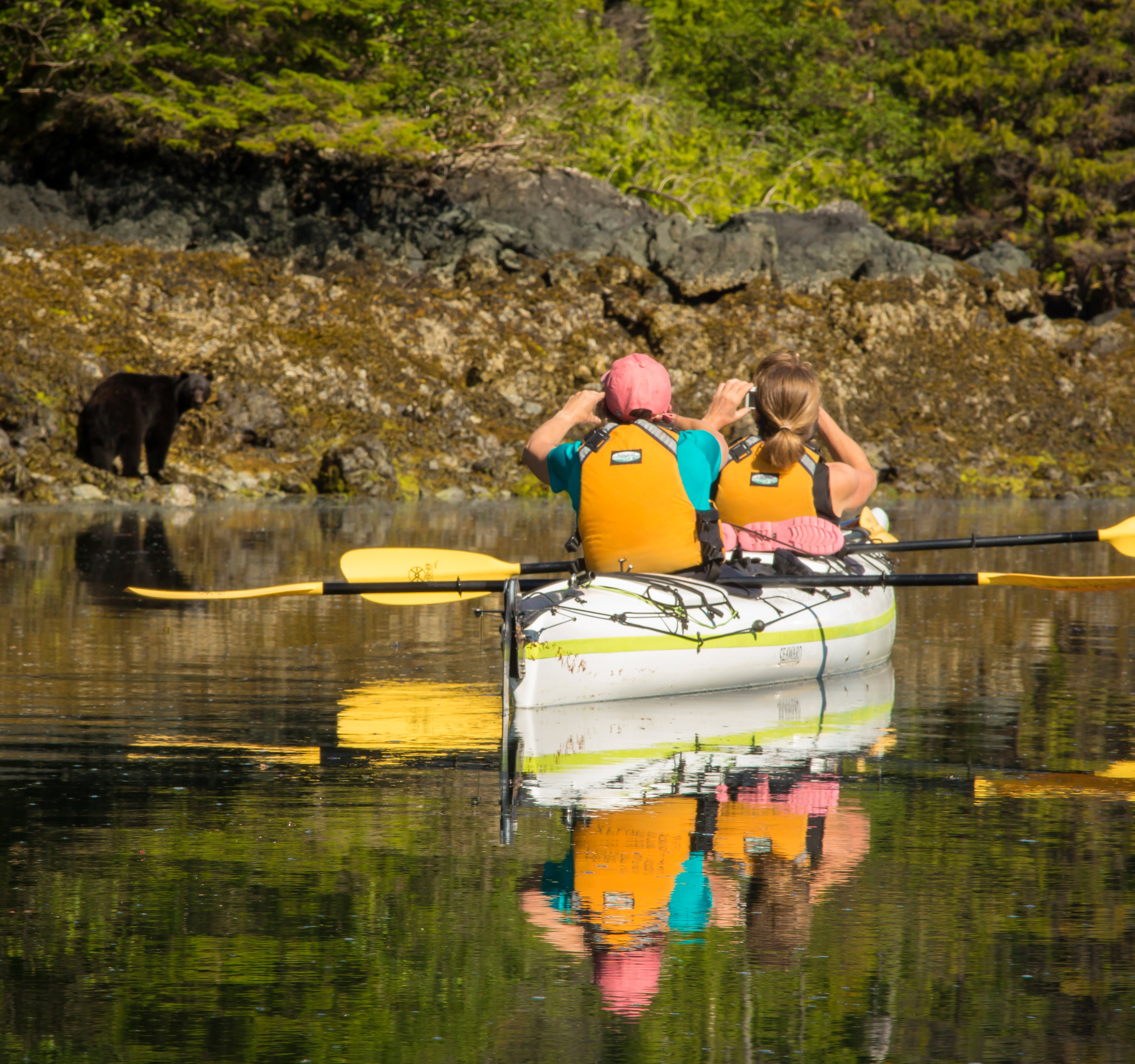Kayakers Photographing Haida Gwaii Black Bear, Gwaii Haanas Park kayaking tour.