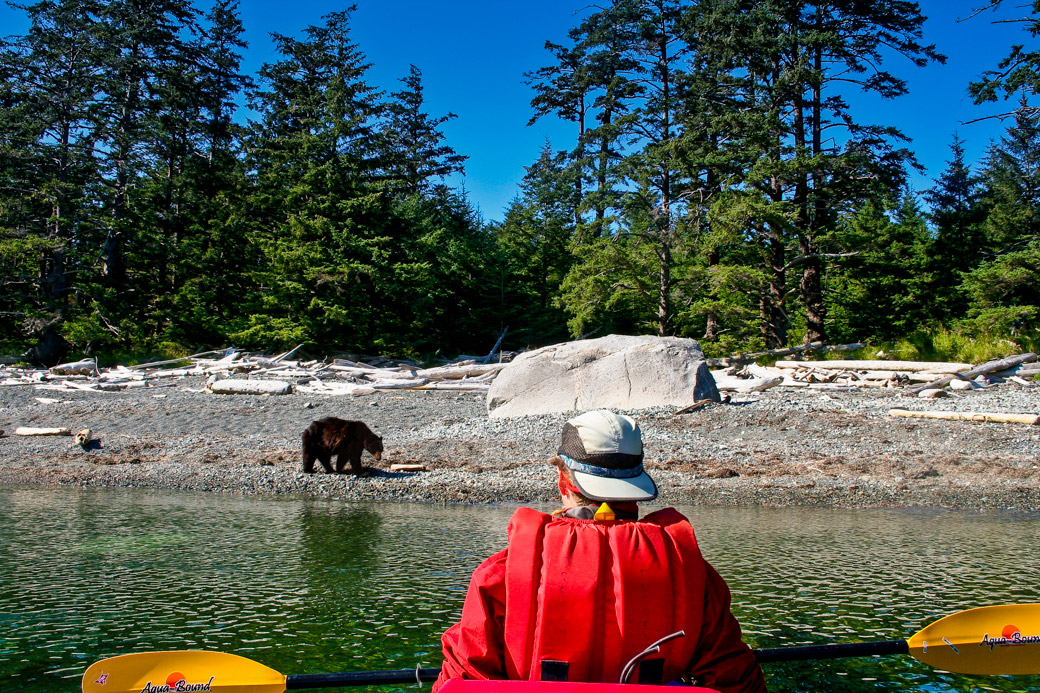 Haida Gwaii black bear foraging on beach.