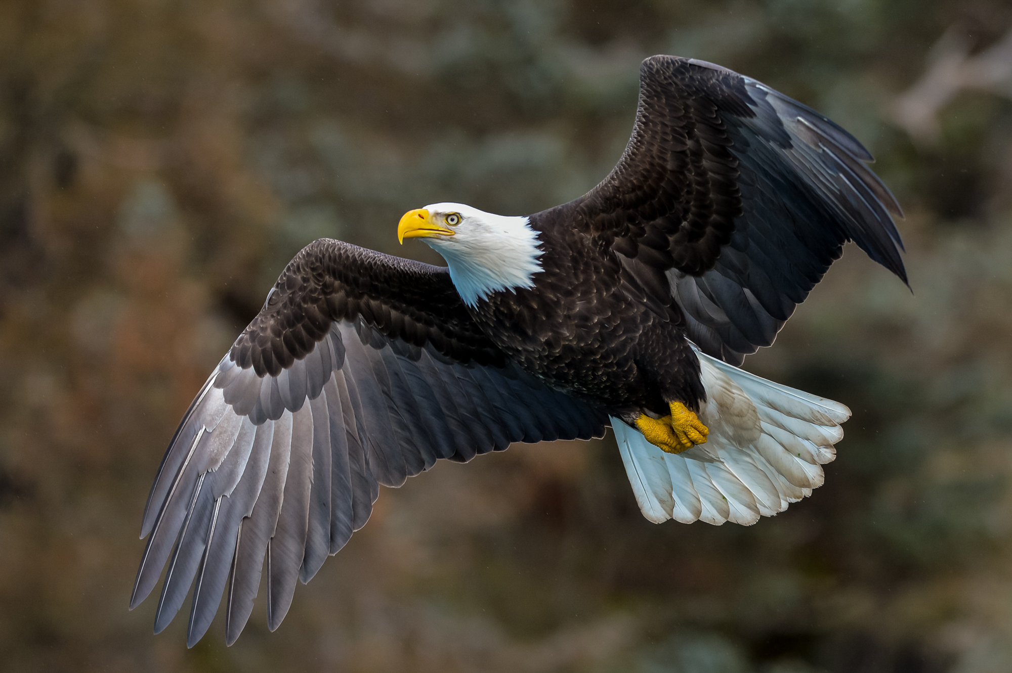 Bald Eagle in Cedar Tree, Haida Gwaii