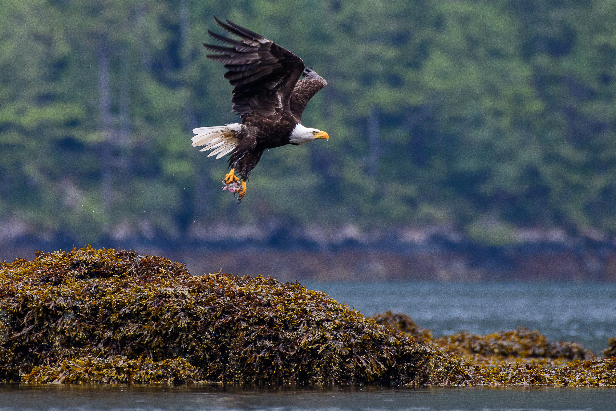 Bald Eagle in Cedar Tree, Haida Gwaii
