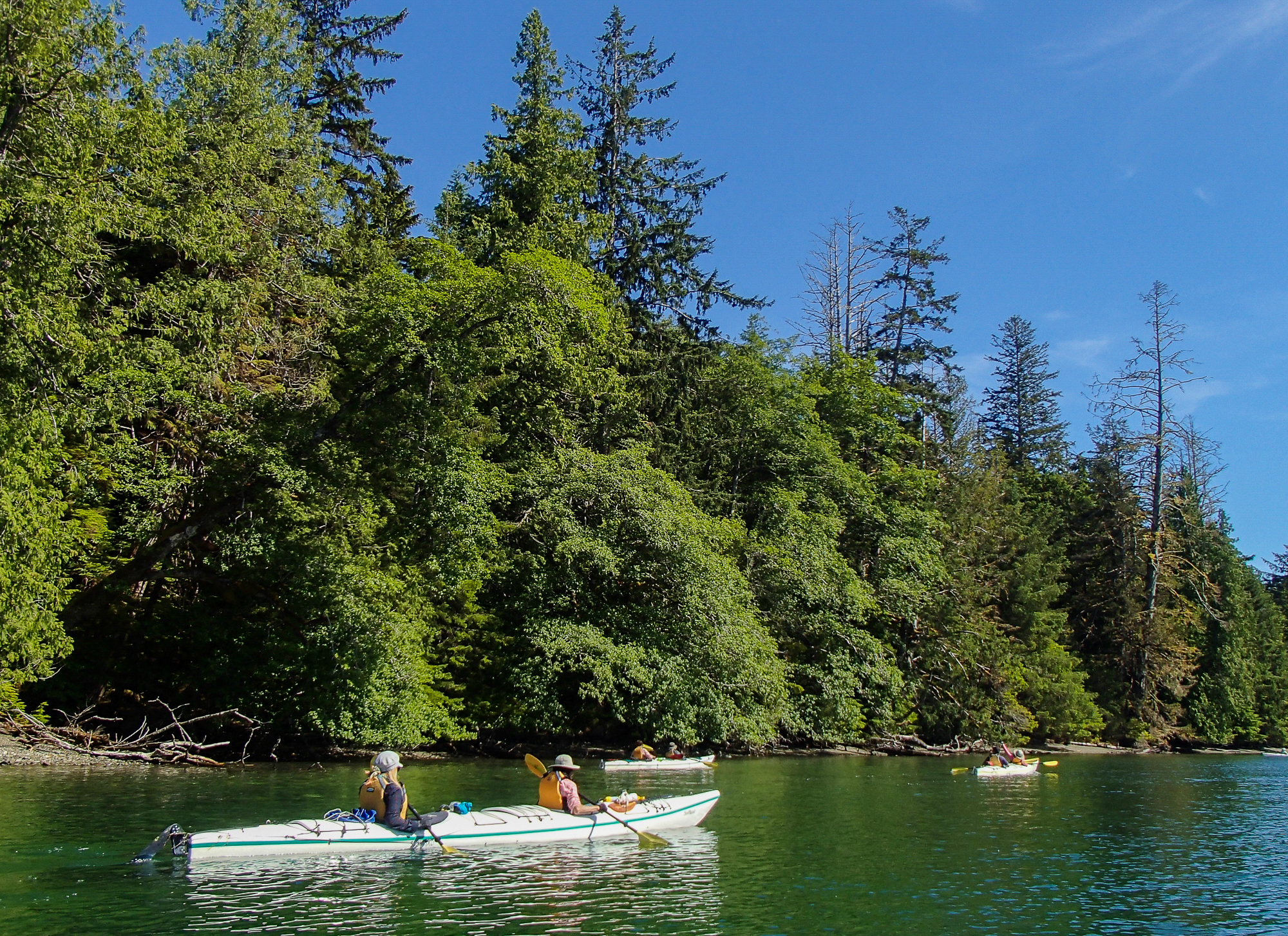 Kayakers Photographing Haida Gwaii Black Bear, Gwaii Haanas Park kayaking tour.