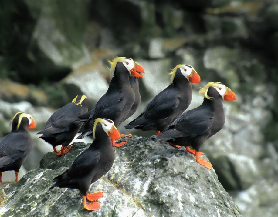 Tuffed Puffins in Gwaii Haanas Park Reserve, Haida Gwaii